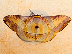 Brown color night butterfly or moth belonging to the paraphyletic group of insects photo