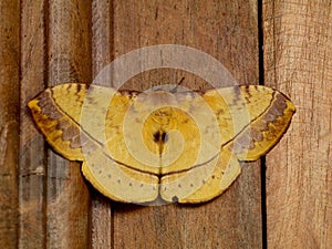 Brown color night butterfly or moth belonging to the paraphyletic group of insects photo
