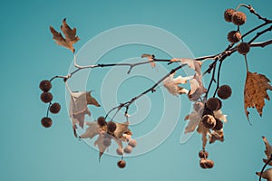 Brown color plane tree leaves and fruits isolated on blue sky background