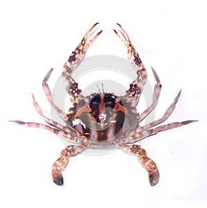 Brown color sea crab on white background.