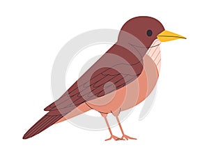 brown color small bird clay colored thrush species pretty cute nature animal wildlife creature