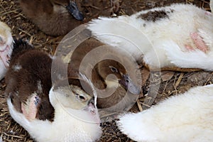 Brown color of smallest duckling laying down among bigger duckling on the floor.