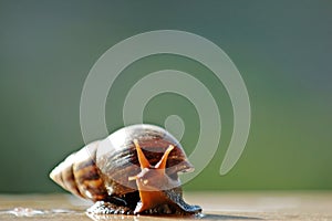 A brown color snail photo