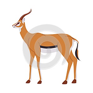 brown color springbok wild animal mammal herbivore fast run and head have horn