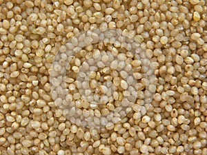 Raw Little millet photo