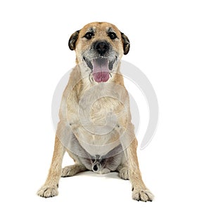 Brown color wired hair mixed breed dog in a white studio