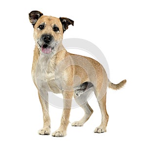 Brown color wired hair mixed breed dog in a white studio