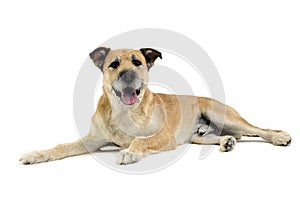 Brown color wired hair mixed breed dog in a white studio