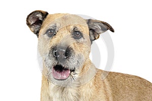 Brown color wired hair mixed breed dog in white studio
