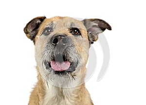Brown color wired hair mixed breed dog in a white studio