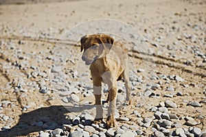 Brown color young small dog looking for food at empty land