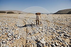 Brown color young small dog looking for food at empty land