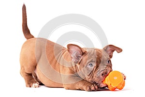 A brown-colored American Bully puppy plays with a plastic toy