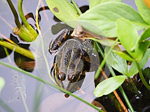 Brown-colored amphibian among water lilies in the lagoon of sobrado de los monjes, la coruÃ±a, spain, europe