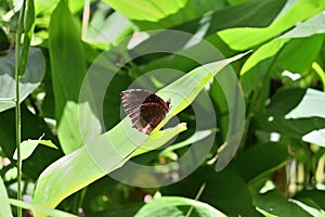 A brown colored butterfly (Common Palmfly) is sitting on top of an Arrowroot leaf