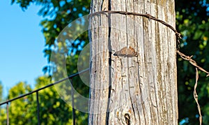 Brown colored butterfly rests on wooden corner post