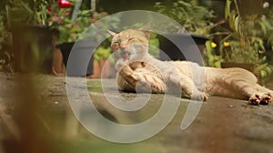 A brown colored cat licking paw after eating