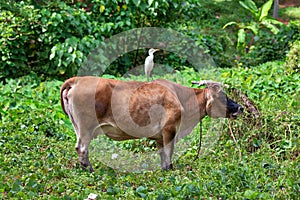 A brown colored cow with a white heron on her back