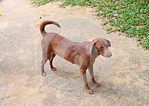 Brown colored dog - Indian Pariah Dog, Native Dog or Desi Dog - with curved tail standing with four legs on concrete floor photo