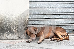 A brown colored dog lying down sleeping on a sidewalk in the street. Abandoned and hungry dog