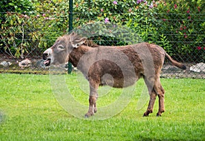 Donkey in a field photo