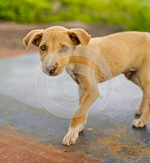 Brown colored homeless stray puppy dog portrait with selective focus
