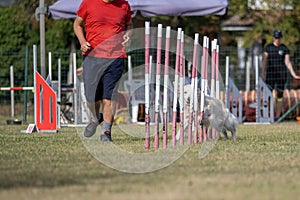 Brown colored labrador retriever dog breed tackles slalom obstacle in dog agility competition.