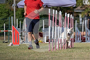 Brown colored labrador retriever dog breed tackles slalom obstacle in dog agility competition.