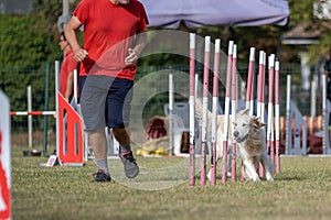 Brown colored labrador retriever dog breed tackles slalom obstacle in dog agility competition.