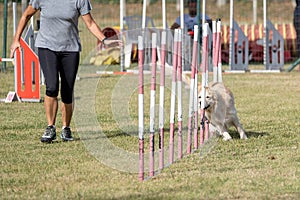 Brown colored labrador retriever dog breed tackles slalom obstacle in dog agility competition.