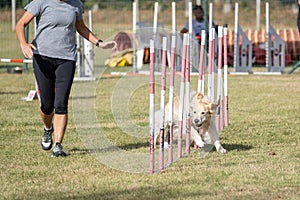 Brown colored labrador retriever dog breed tackles slalom obstacle in dog agility competition.