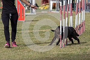 Brown colored labrador retriever dog breed tackles slalom obstacle in dog agility competition.