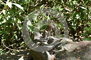 A brown colored Oriental garden lizard (Calotes versicolor) sitting on top of a granite rock surface in a sunny day