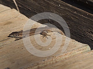 Brown colored reptile climbing a wooden board, lerida, spain, europe, photo