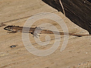Brown colored reptile resting on a wooden board, lerida, spain, europe, photo
