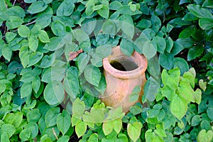 A brown colored vase is kept in the green lush garden. A vintage old pot covered with emerald green leaves. Clay pot