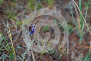 Brown colorful orange spotted butterfly sits on violet flower against a background of green grass