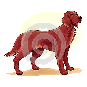 Brown coloured dog amazing vector illustration. Cute funny cartoon dogs vector puppy pet characters breads doggy illustration