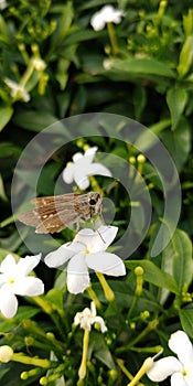 Brown coloured Skipper hesperiidae lepidopteran moth sitting on a jasmine flower photo