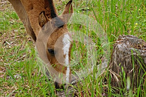 Brown colt eating grass. Young baby horse on a field. Foal, bucko. Eating