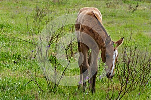 Brown colt eating grass. Young baby horse on a field. Foal, bucko. Eating grass