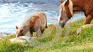 Brown colt and mare grazing by the sea coast