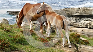Brown colt and mare grazing by the sea coast.