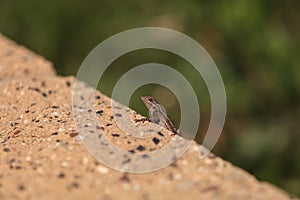 Brown common fence lizard