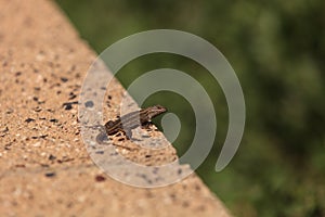 Brown common fence lizard