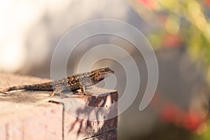 Brown common fence lizard, Sceloporus occidentalis