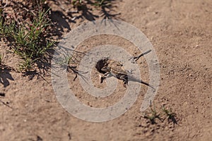 Brown common fence lizard, Sceloporus occidentalis