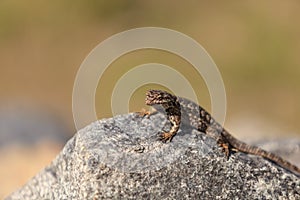 Brown common fence lizard, Sceloporus occidentalis