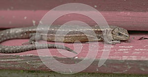 A brown common lizard on the wood