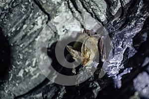 Brown common long-eared bat Plecotus auritus in chalky cave